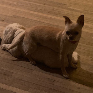 Meet your Posher, Miguel